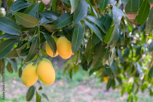 Some of sweet yellow marian plum (Plango or Ma Yong Chid in Thai) produce on the tree in the garden
