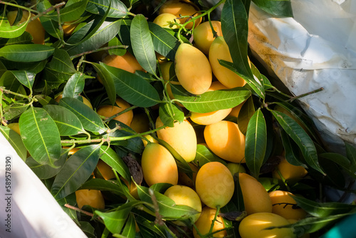 Pile of fresh yellow marian plum (Plango or Ma Yong Chid) in the basket after cultivation, ready for sale