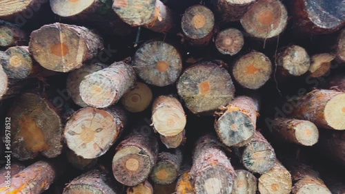 A lot of fresh cut wood pieces, lumber trees, and massive logs ready to transport. Closeup of wood material.