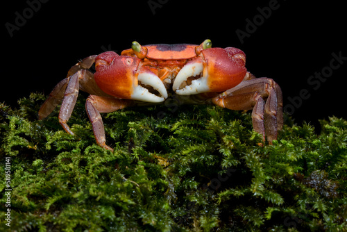 Red Apple Crab (Metasesarma aubryi)