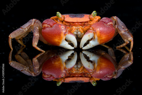 Red Apple Crab (Metasesarma aubryi) photo