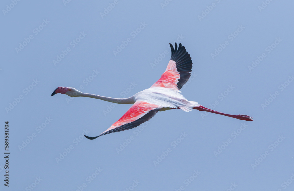Greater Flamingo