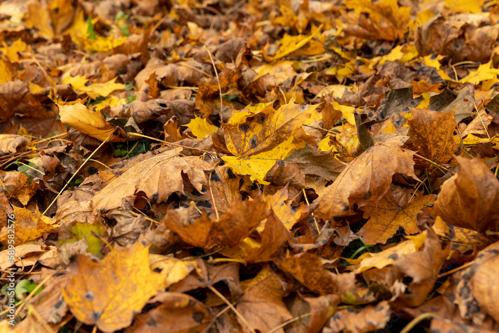 Orange maple foliage on the ground during leaf fall Orange maple foliage on the ground during leaf fall
