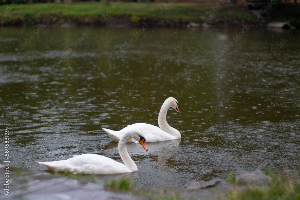 A white swan swims in a lake or pond when it rains, the water in the pond blooms. A white swan swims in a lake or pond when it rains, the water in the pond blooms.