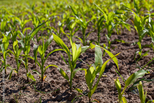 small green corn sprouts in the summer