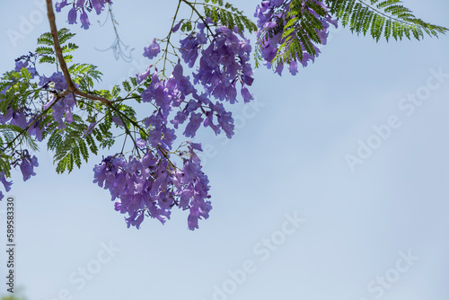 Принти на полотні Flowers of a jacaranda tree with the blue sky in the background