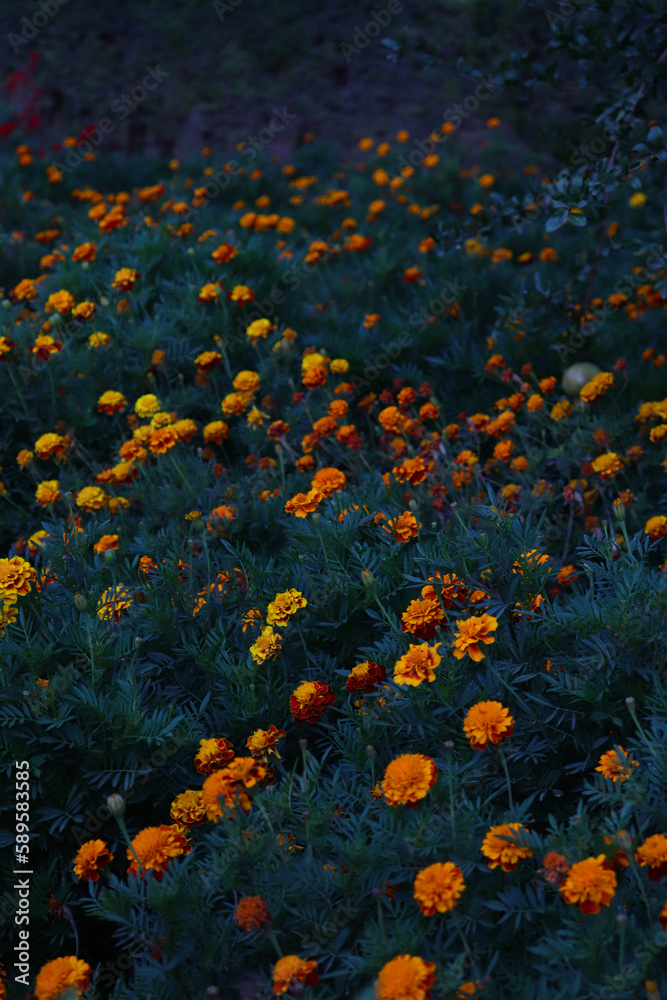 Garden of Yellow-Orange Flowers with Dark Blue-ish Emotion Mood Vibes 