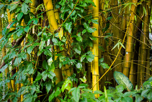 Nature detail in Palenque Mexico