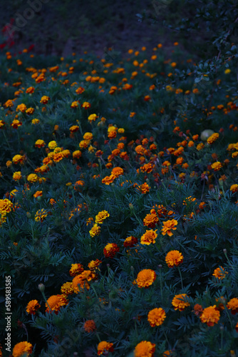 Garden of Yellow-Orange Flowers with Dark Blue-ish Emotion Mood Vibes 