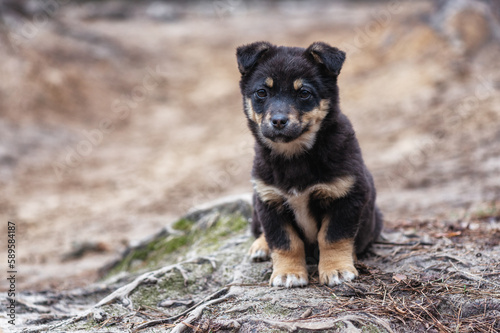 A small black puppy is sitting and looking at the camera. A curious little black puppy sits in a forest area. Homeless dog. Lovely pets. © Oleksandr