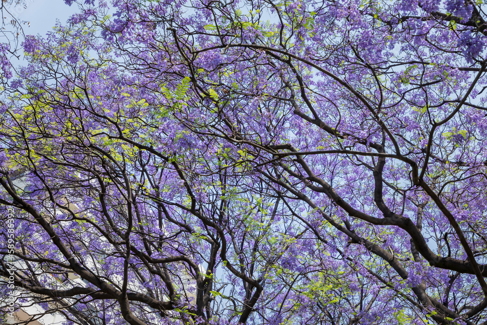 Background of several branches of a Jacaranda tree with the blue sky in the background, and the purple color of the flowers Background of several branches of a Jacaranda tree with the blue sky in the background, and the purple color of the flowers