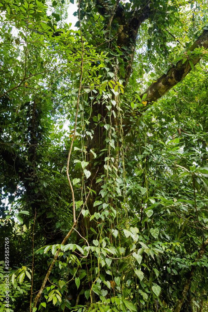 Fototapeta premium Agua Azul park in Palenque Mexico
