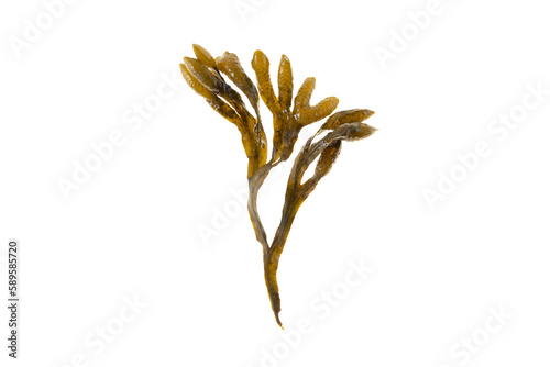 Bladder wrack, fucus vesiculosus, black tang, rockweed, sea grapes, bladder fucus, sea oak, cut weed, dyers fucus, red fucus 
or rock wrack brown seaweed isolated transparent png
 photo