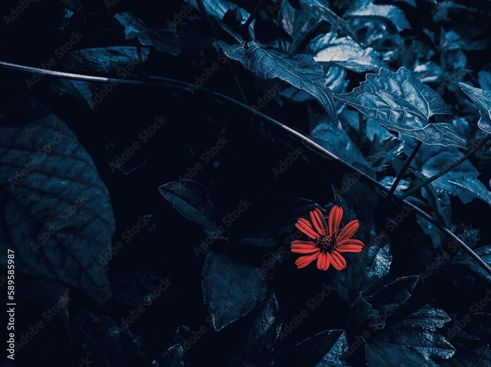 Flower dark moody background preset Stock Photo | Adobe Stock