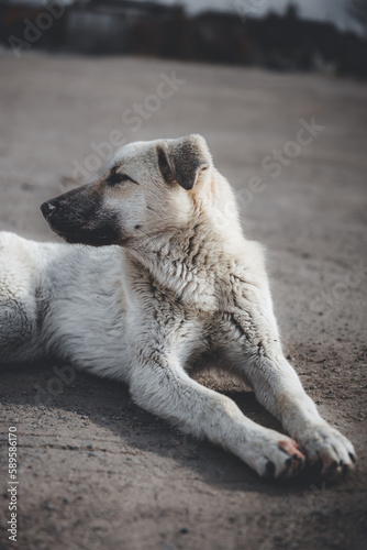 portrait of a dog on sand area