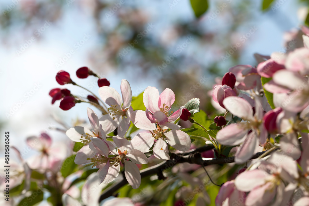 beautiful trees with flowers of red and pink shades