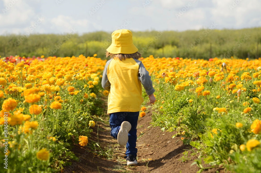 Ranunculus fields. Yellow buttercup flower A little boy in a yellow panama hat and a yellow T-shirt runs through a flower field. Child view from the back. children flowers of life Ranunculus fields. Yellow buttercup flower A little boy in a yellow panama hat and a yellow T-shirt runs through a flower field. Child view from the back. children flowers of life