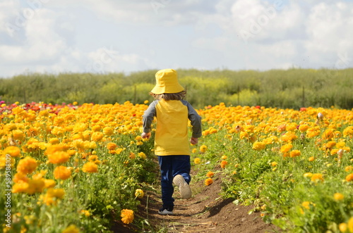 Ranunculus fields. Multicolored buttercup flower A little boy in a yellow panama hat and a yellow T-shirt runs through a flower field. Child view from the back. children flowers of life