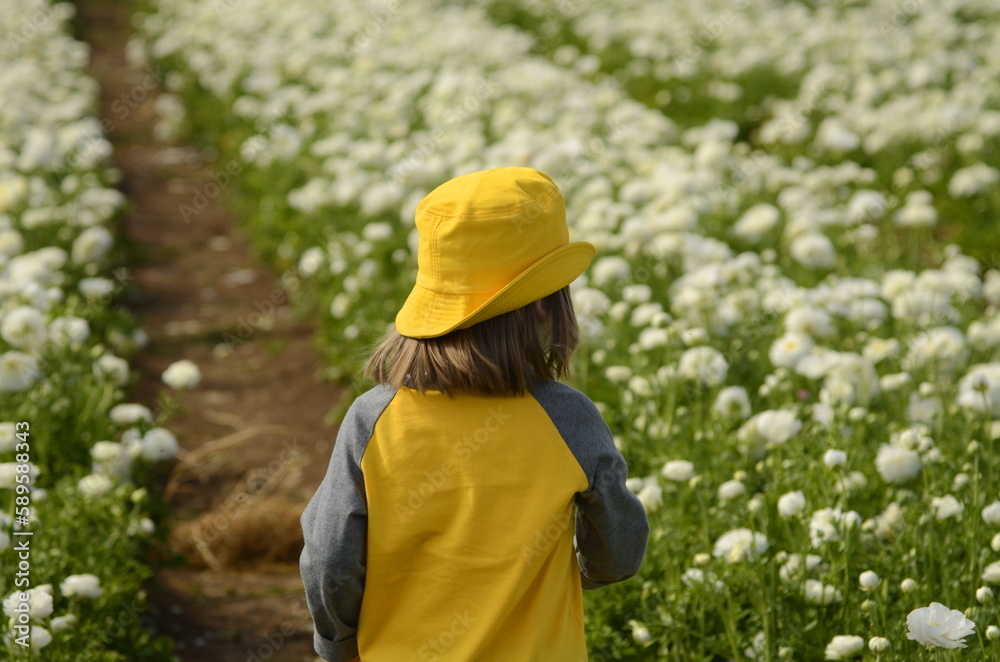 Ranunculus fields. White buttercup flower A little boy in a yellow panama hat and a yellow T-shirt stay back a flower field. Child view from the back. children flowers of life Ranunculus fields. White buttercup flower A little boy in a yellow panama hat and a yellow T-shirt stay back a flower field. Child view from the back. children flowers of life