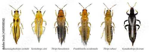Thrips are minute, slender insect pests of fruit trees. Chaetanaphothrips orchidii, Gynaikothrips ficorum, Scirtothrips citri, Thrips tabaci, Thrips hawaiiensis, Frankliniella occidentalis