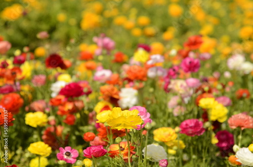Asian ranunculus fields. Red, Orange, yellow, colorful
