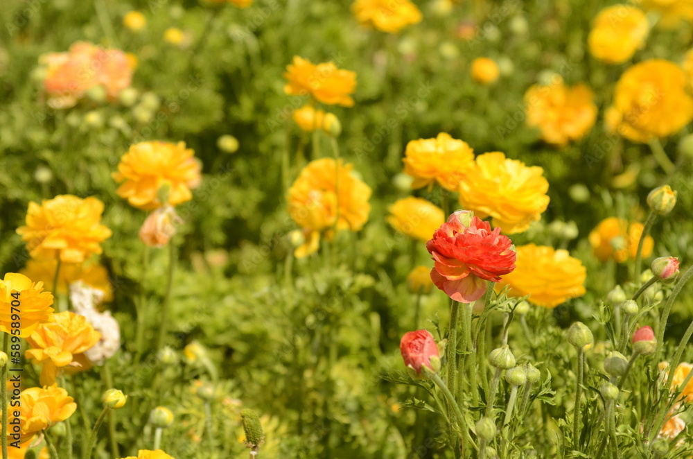 Yellow ranunculus rows and red buttercumps. Flower fields. close up Yellow ranunculus rows and red buttercumps. Flower fields. close up