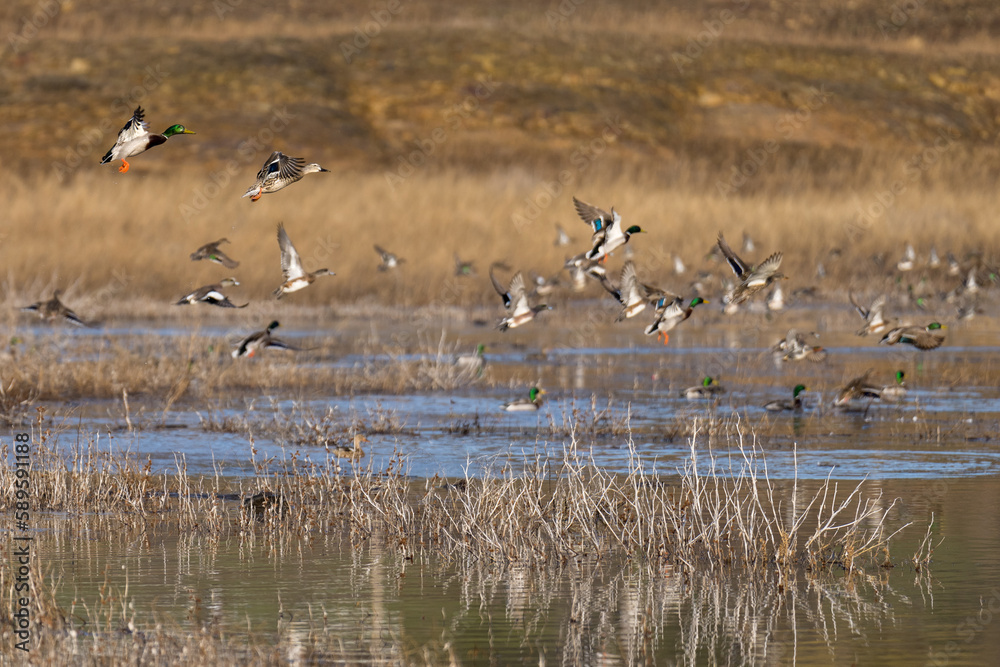 Fototapeta premium Mallard ducks flying in flight