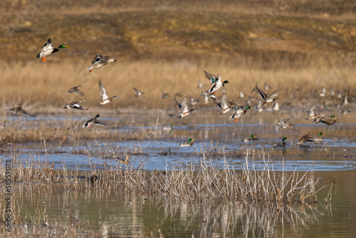 Mallard ducks flying in flight © davidhoffmann.com