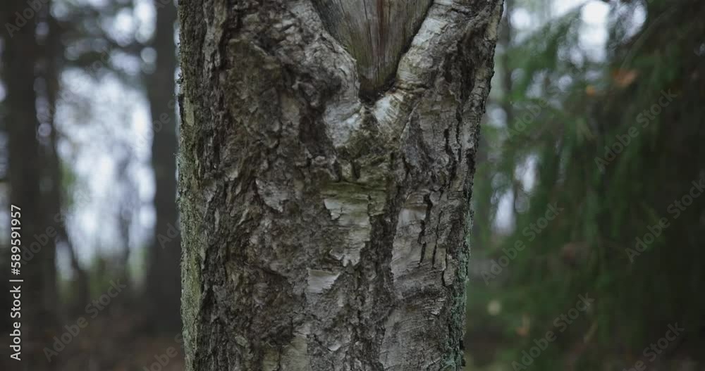 Closeup detail of old birch tree trunk in forest. Closeup detail of old birch tree trunk in forest.