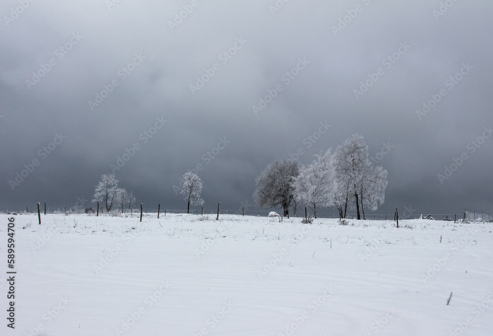 Fototapeta premium snow coveres trees in a winter landscape in front of an dramatic cloudy winter sky