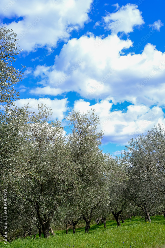 olive grove on the background of the blue sky with clouds olive grove on the background of the blue sky with clouds