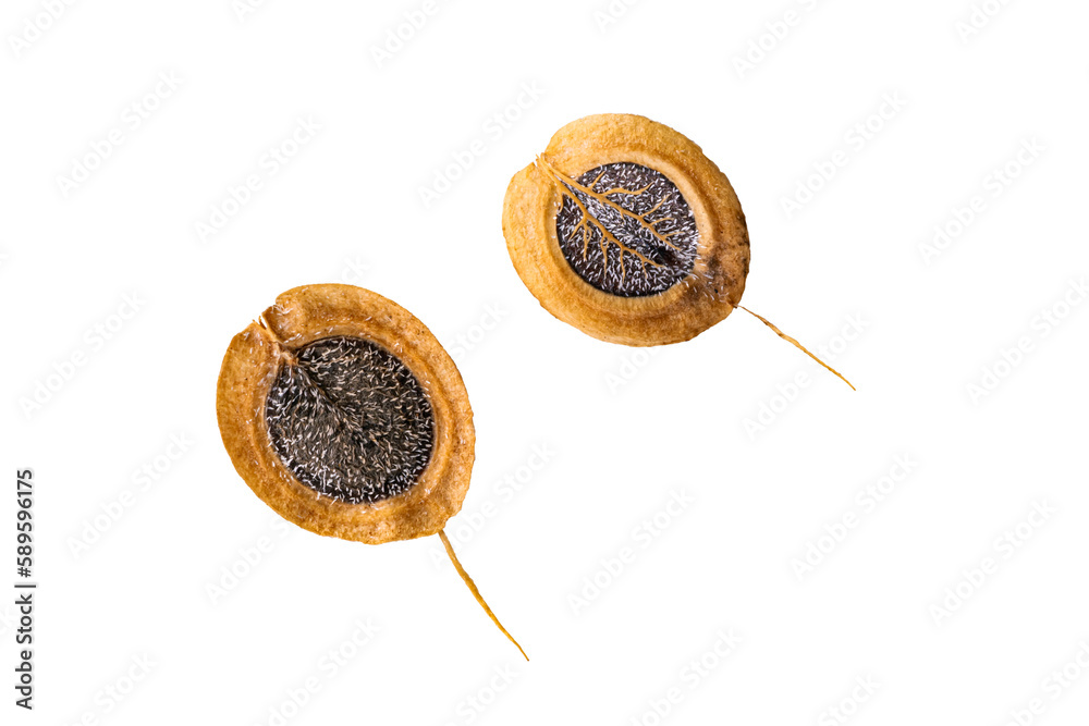 Top view or flat lay of winged dipersal seeds isolated on white background with clipping path. Top view or flat lay of winged dipersal seeds isolated on white background with clipping path.