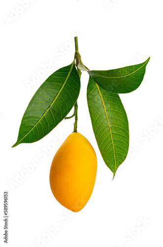 Single ripe sweet yellow marian plum or Bouea macrophylla griffith or maprang or mayongchid with green leaves isolated on white background with clipping path.