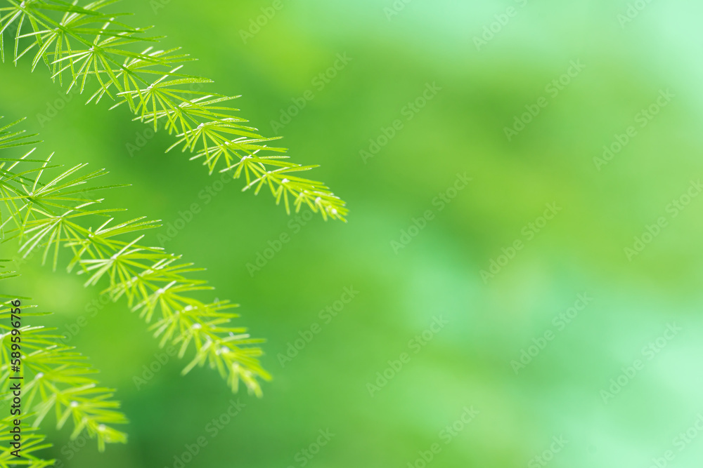 Asparagus plumosus leaves with blur background. Green leaf of feather fern plant, macro shot. (pinnate, setaceus, asparagus fern, Sprengeri)