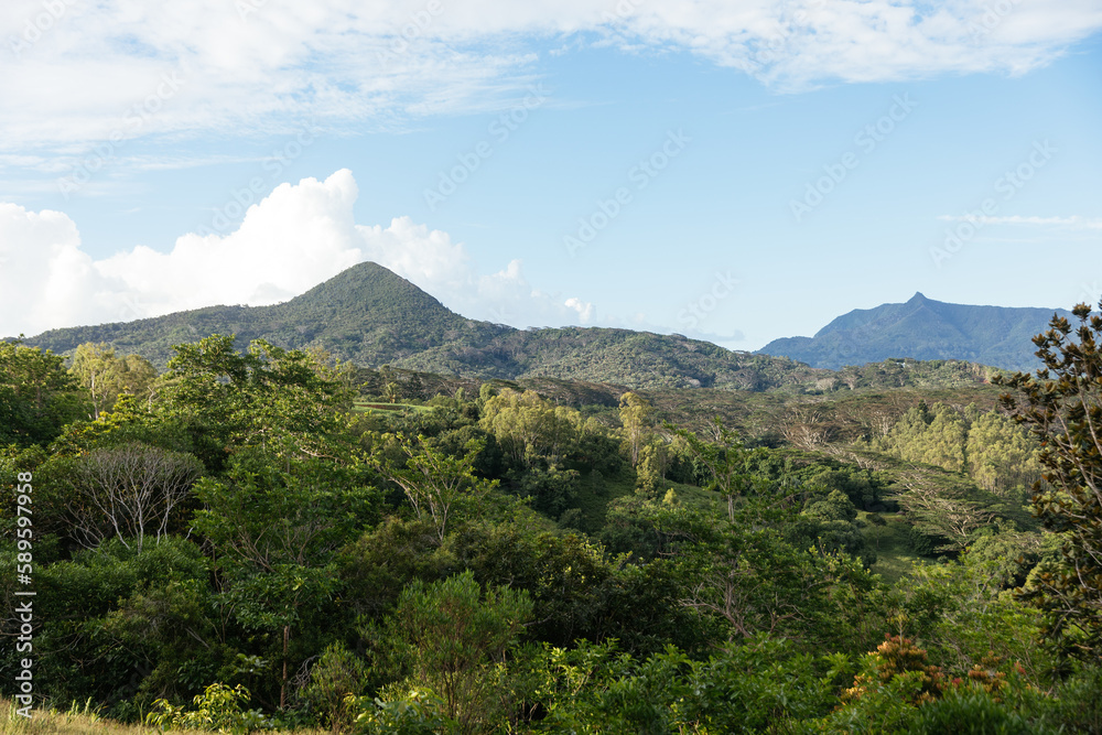 Mountain landscape of the gorge on the island of Mauritius, Green mountains of the jungle of Mauritius. Tropical forest with palm trees. View of the mountains and fields of the island of Mauritius.