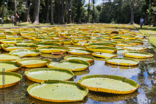 Sir Seewoosagur Ramgoolam Botanical Garden, pond with Victoria Amazonica Giant Water Lilies, Mauritius