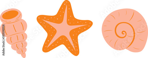 Set sea shell snail starfish clam vector illustration