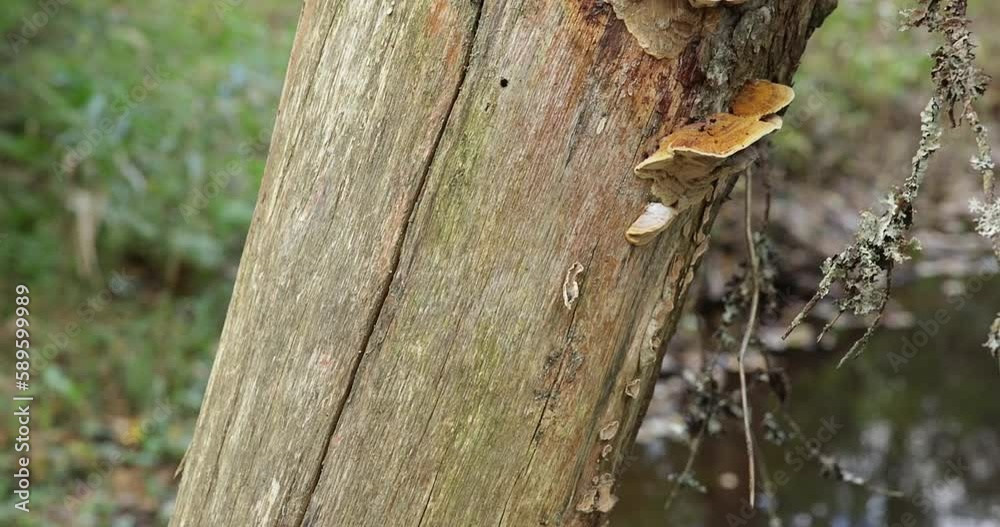 Closeup of polypore fungus on tree trunk in forest in autumn, Nuuksio National Park, Finland. Closeup of polypore fungus on tree trunk in forest in autumn, Nuuksio National Park, Finland.