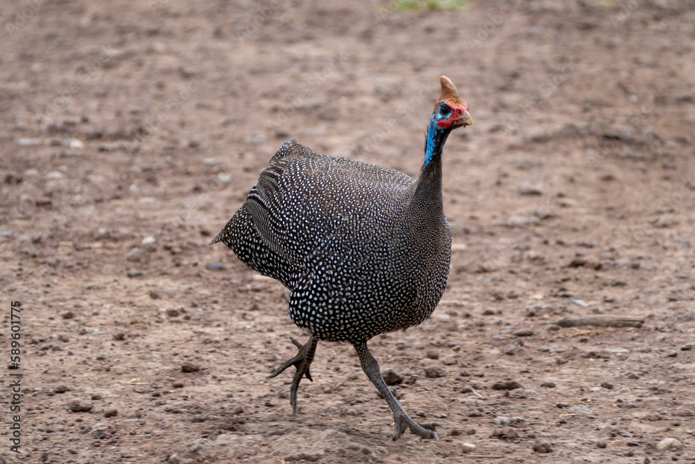 Fototapeta premium Helmeted Guineafowl bird runs toward the camera, in Tanzania