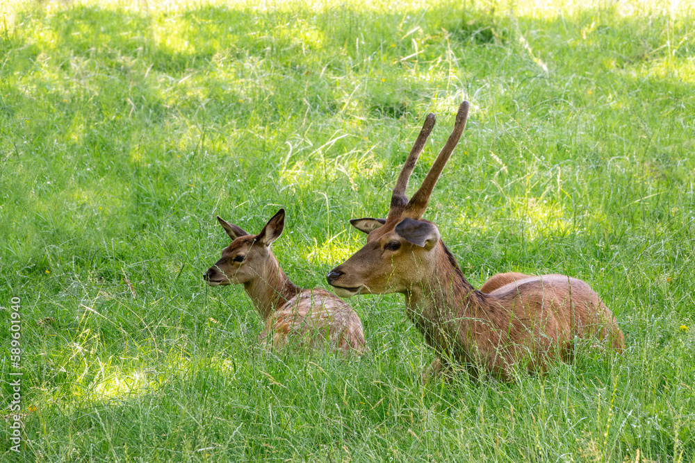Close up portrait of a red deer and a fawn, lying in the grass in the shadow in summer in scotland Close up portrait of a red deer and a fawn, lying in the grass in the shadow in summer in scotland