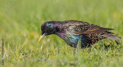 Common Starling - adult bird in spring