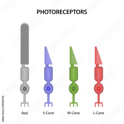 Photoreceptors are the cells in the retina that respond to light photo