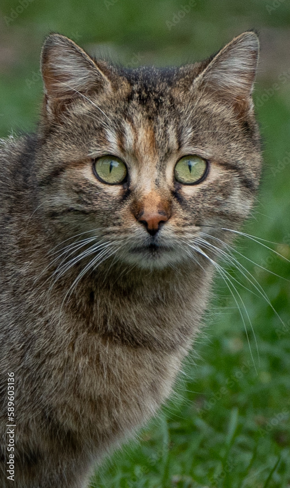 Cat in a park looking straight at the camera