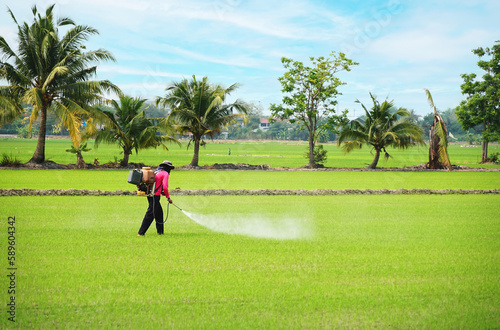 Thai farmer spray herbicides Farmers spray insecticides in rice fields. 