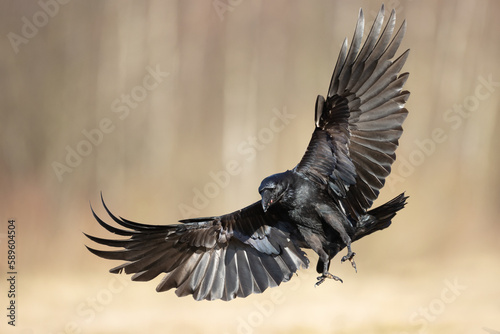 Bird beautiful flying raven Corvus corax North Poland Europe © Marcin Perkowski