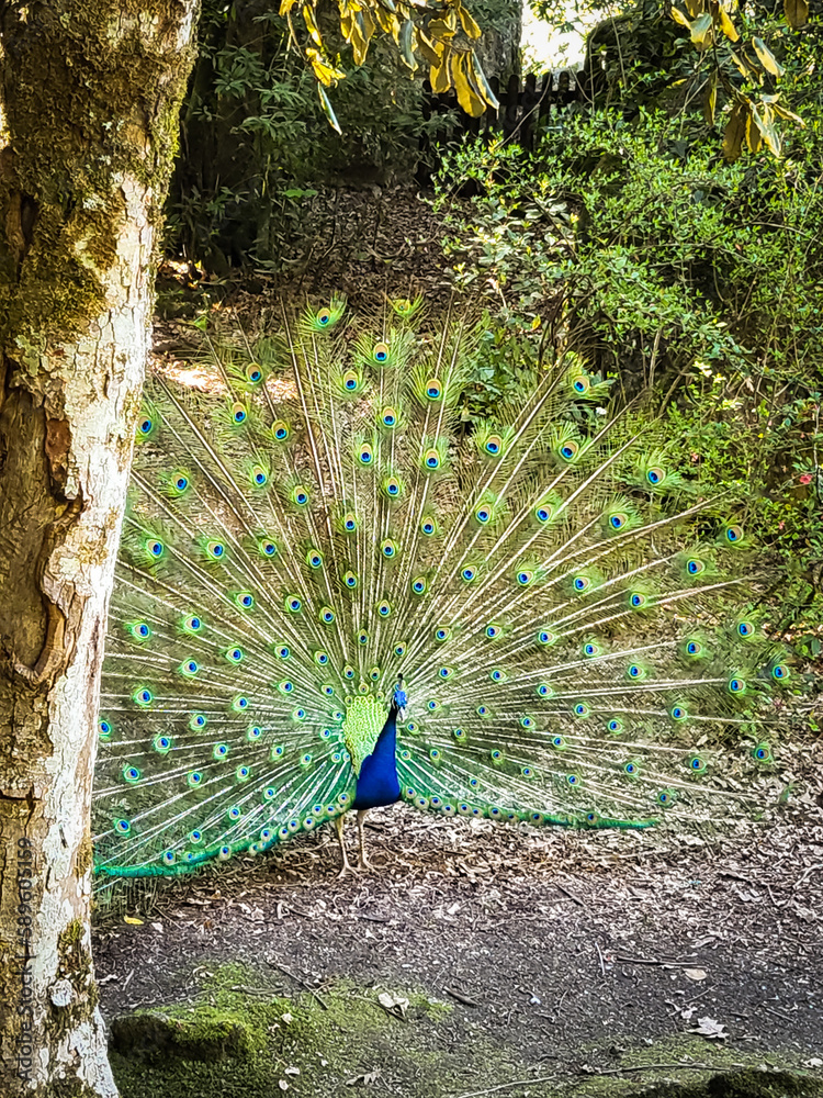 Obraz premium peacock with feathers out