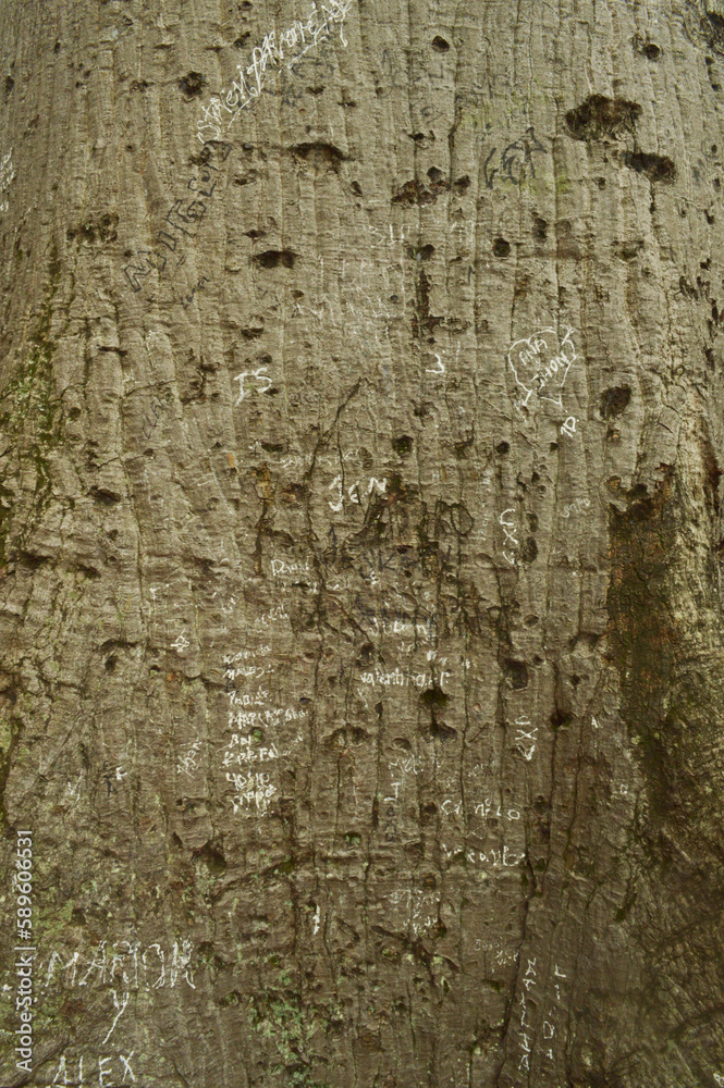 tree, texture, bark, nature, wood, rock, old, brown, abstract, wall, pattern, stone, rough, surface, trunk, natural, textured, forest, macro, plant, material, timber, grunge, closeup, wooden, pine, de