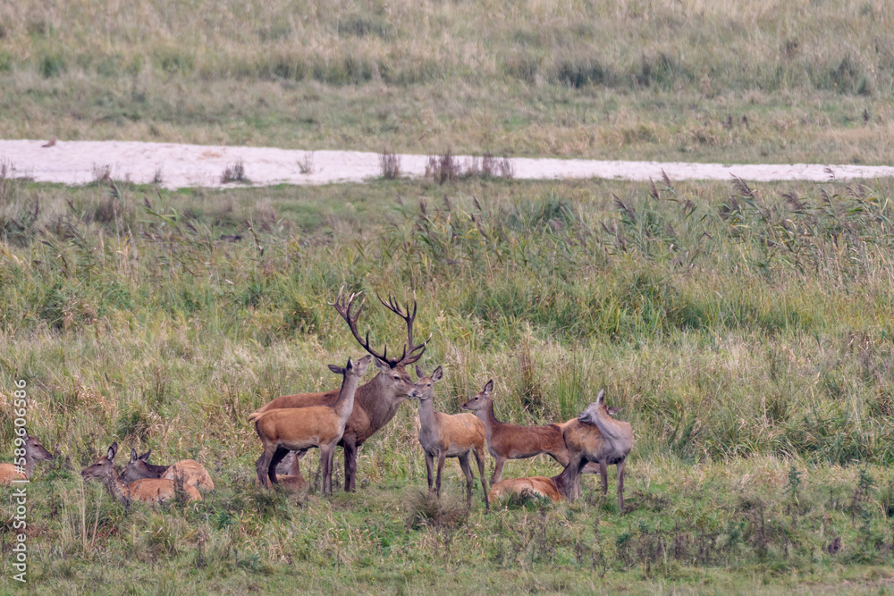 Naklejka premium Rotwildbrunft