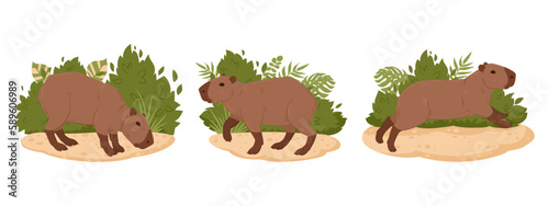 Wild capybaras. Cartoon herbivore mammals in natural habitat. Cute semi-aquatic animals flat vector illustration set