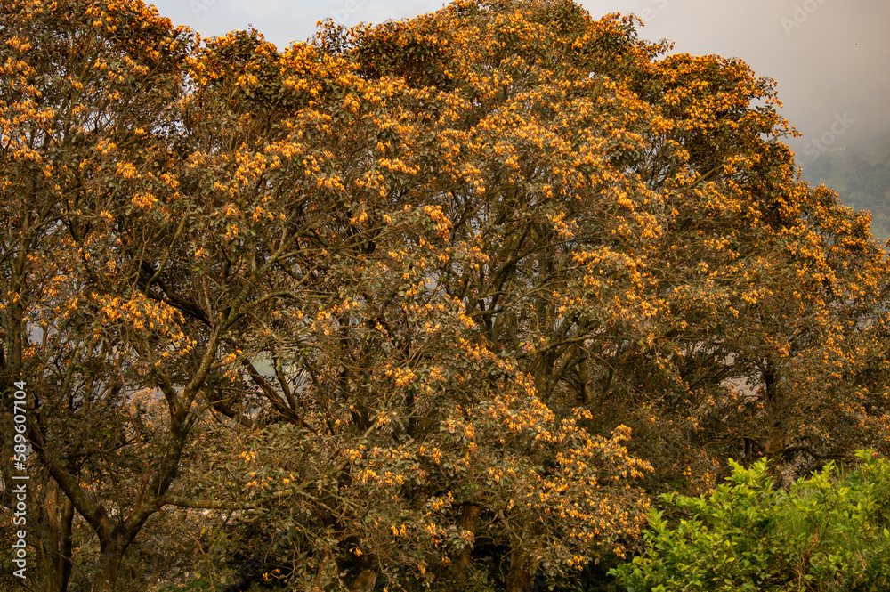 flowers in trees flowers in trees